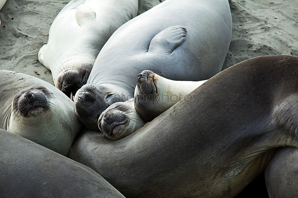 Similar – Image, Stock Photo sunbathing Environment