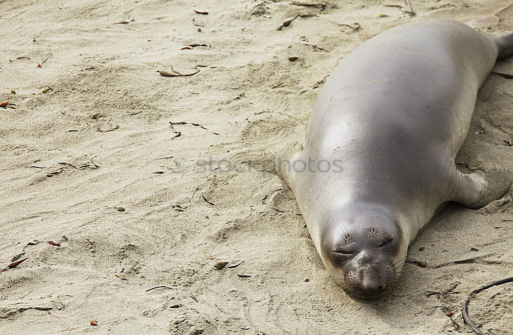 Similar – Bath in the sand