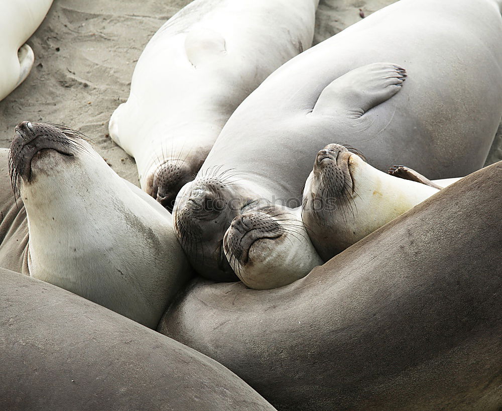 Similar – Image, Stock Photo sunbathing Environment