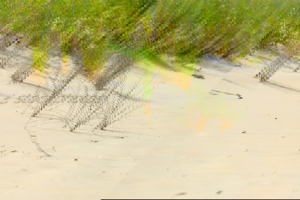Similar – Image, Stock Photo Trash! Belgian flotsam and jetsam