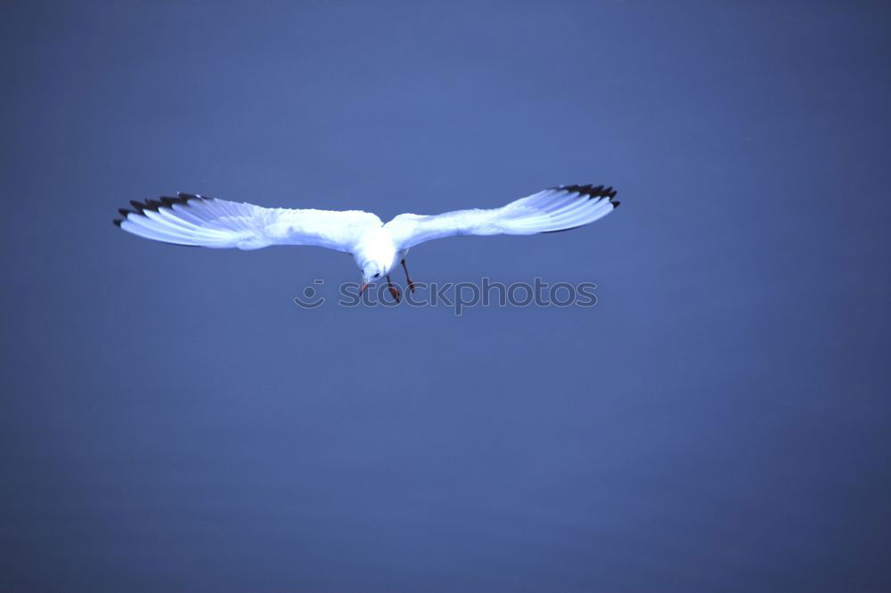 Similar – Image, Stock Photo seagull Bird Air Seagull