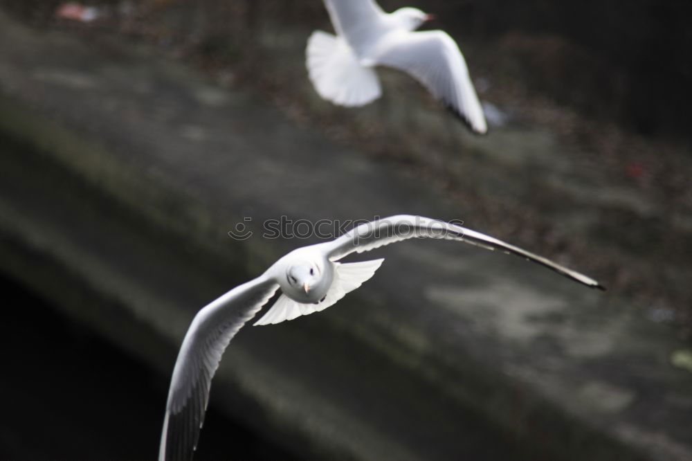 Similar – Image, Stock Photo ice Nature Winter Ice