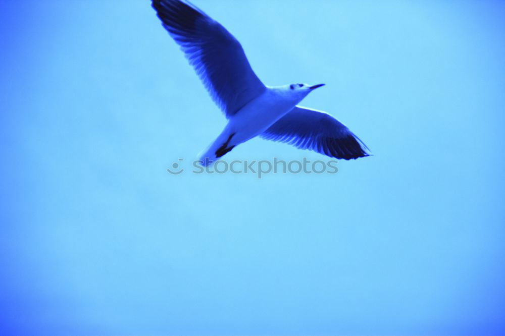 Similar – Image, Stock Photo flying gull. Athletic