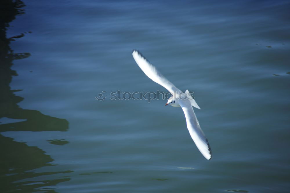 Similar – Image, Stock Photo Black-headed Gull in winter dress