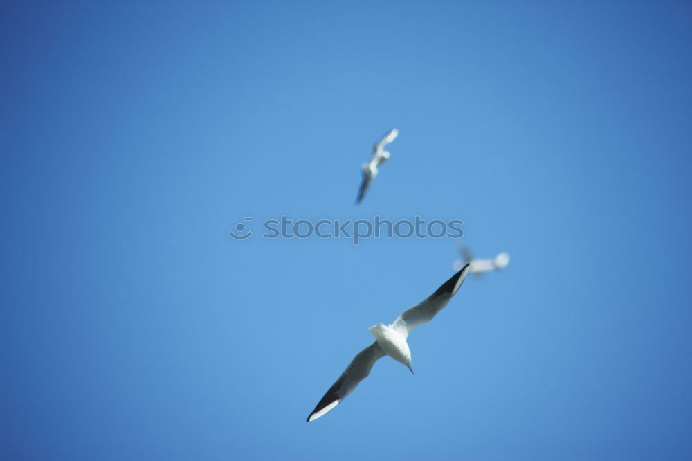 Similar – Image, Stock Photo seagull Bird Air Seagull