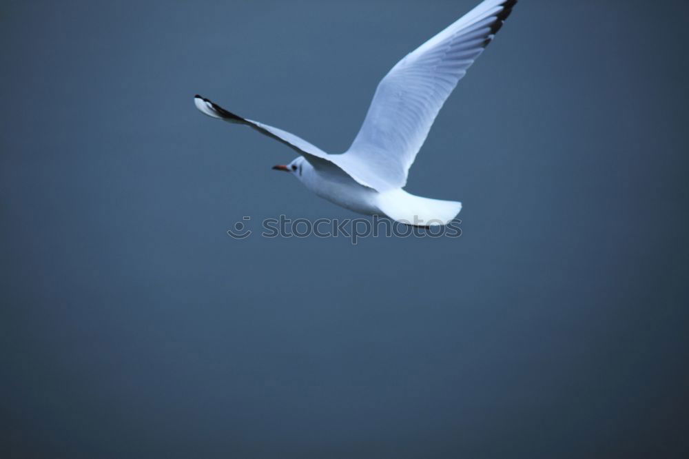 Similar – Image, Stock Photo landing approach Seagull