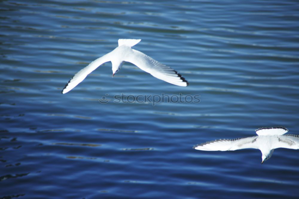 Similar – Image, Stock Photo formation seagulls Ocean