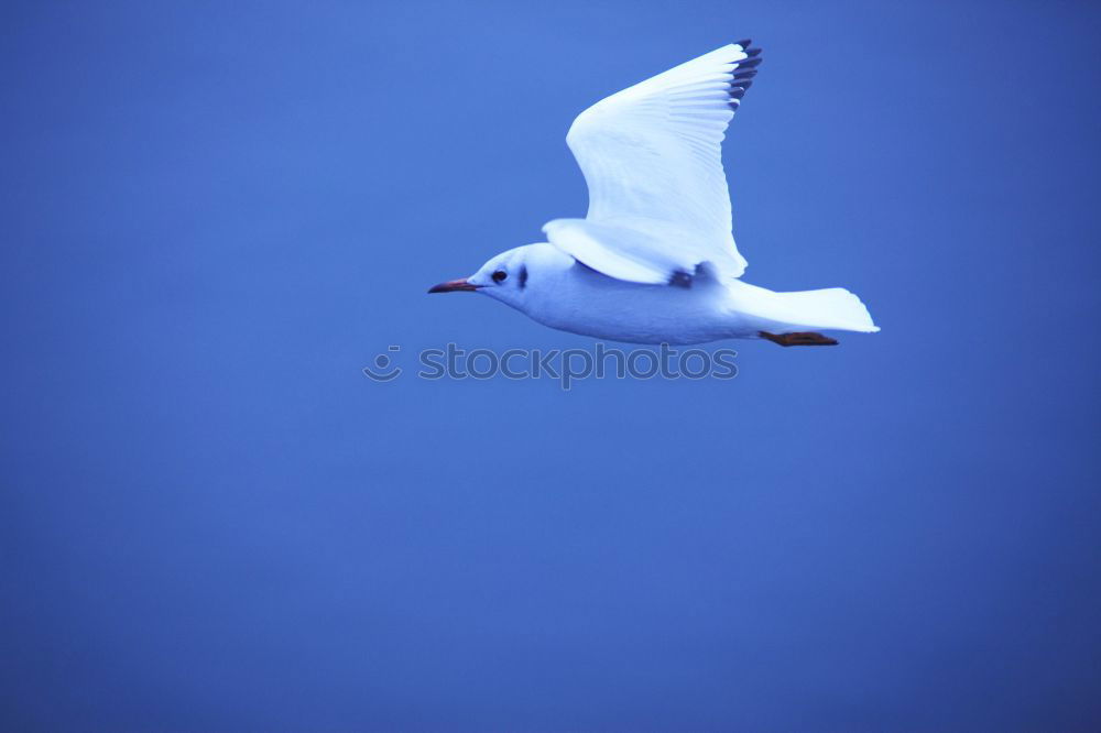 Similar – Foto Bild Möwe 2 weiß Meer Vogel