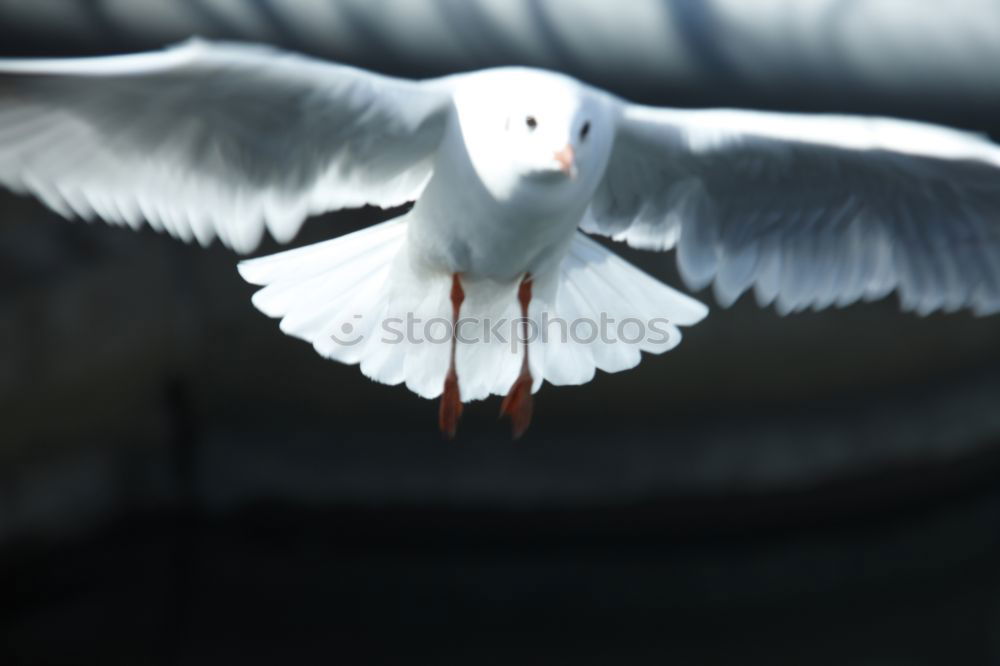 Similar – three friends Seagull