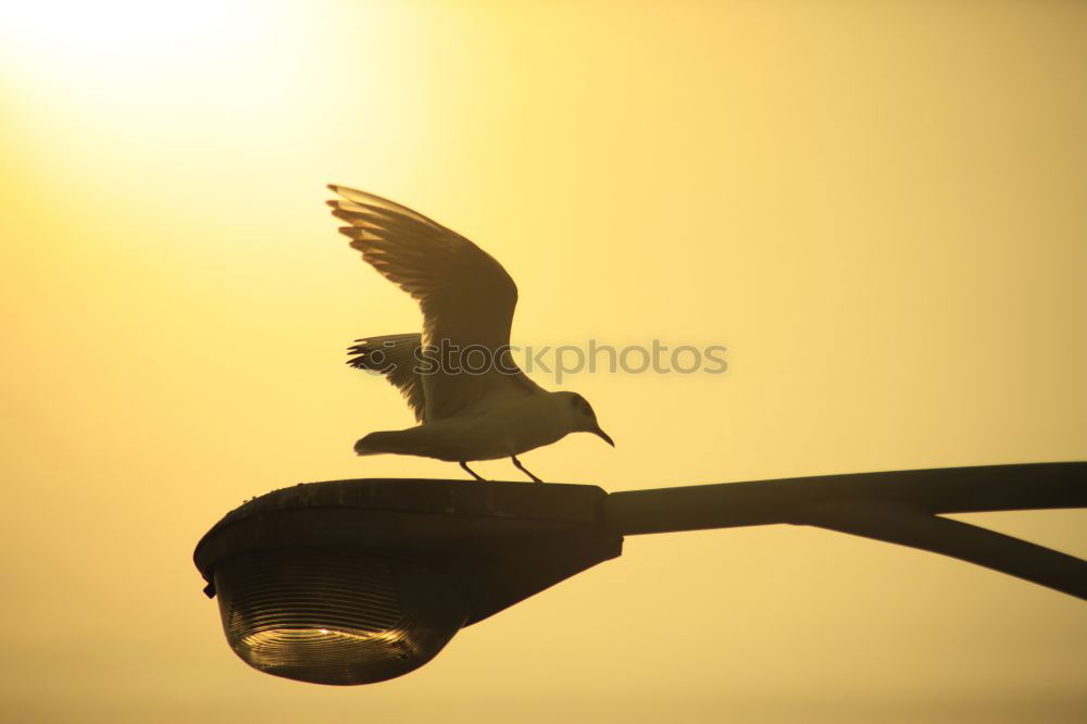 Similar – Image, Stock Photo Bird on the wire rope