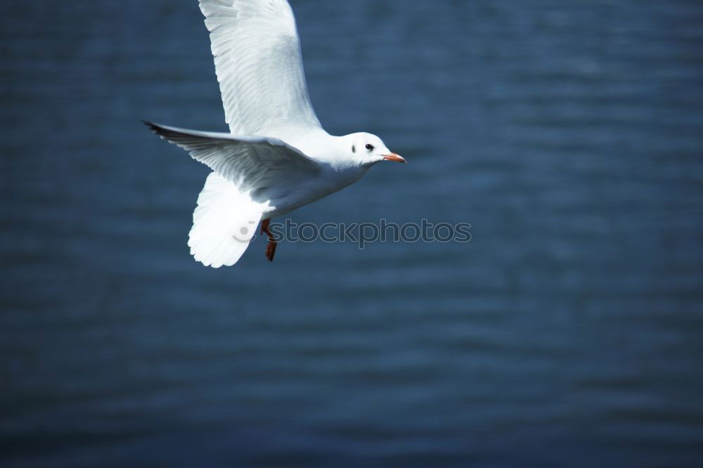 Similar – Image, Stock Photo Black-headed Gull in winter dress