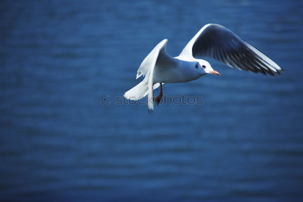 Similar – Image, Stock Photo Black-headed Gull in winter dress