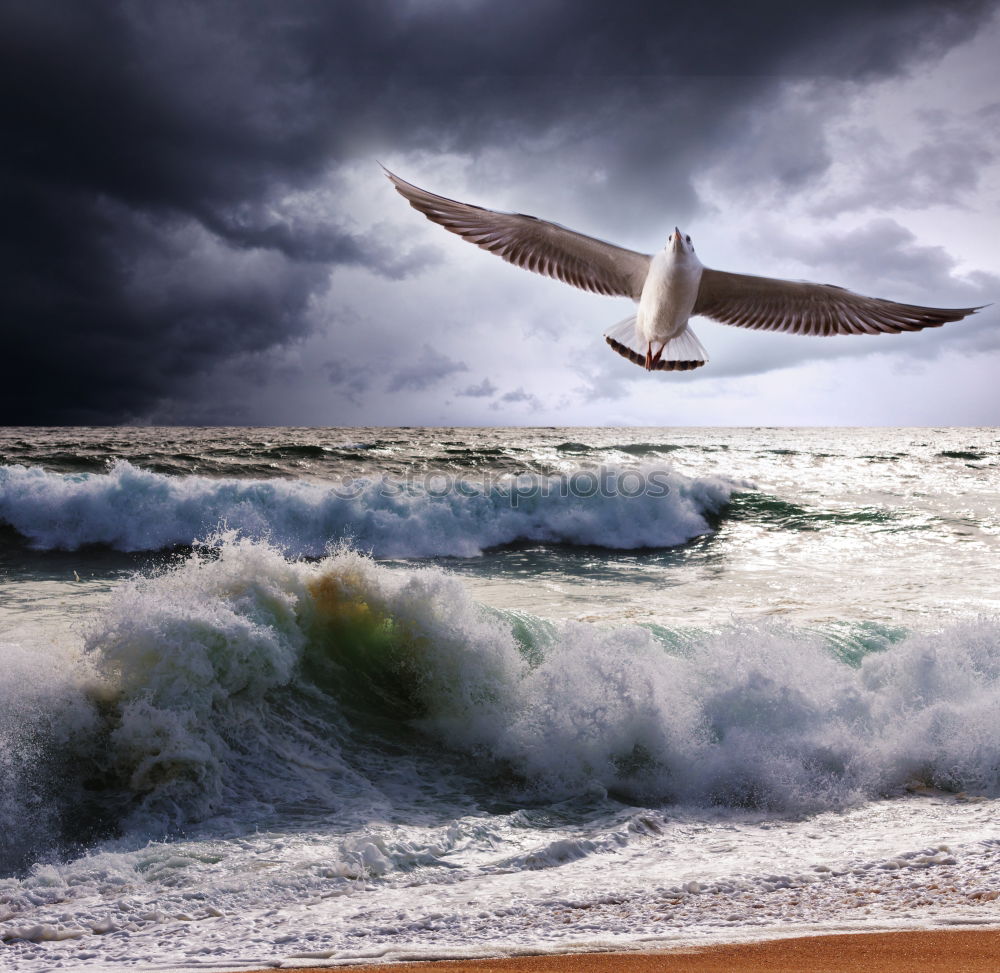 Similar – Gulls at the Baltic Sea