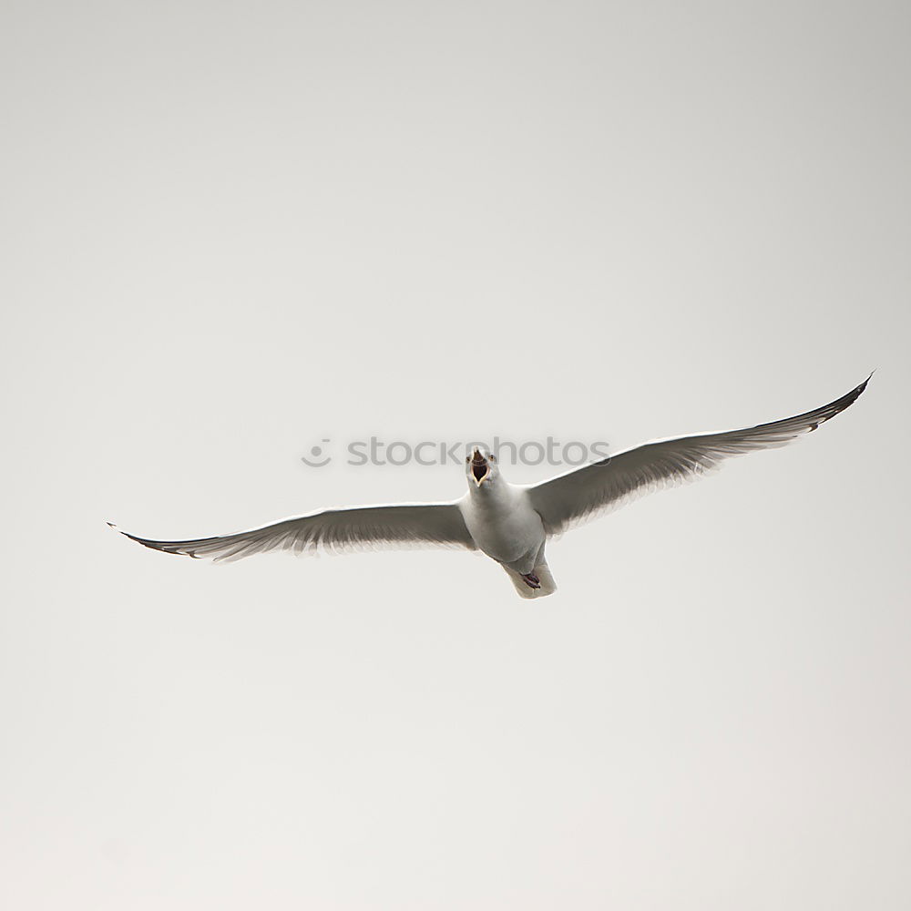 Similar – Image, Stock Photo spoonbill Environment