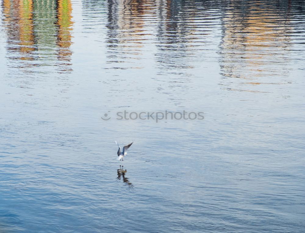 Similar – Image, Stock Photo Wild bird in the cold water in the morning