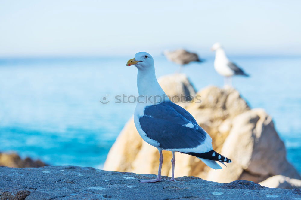 Similar – Image, Stock Photo Pigeon taking off Animal