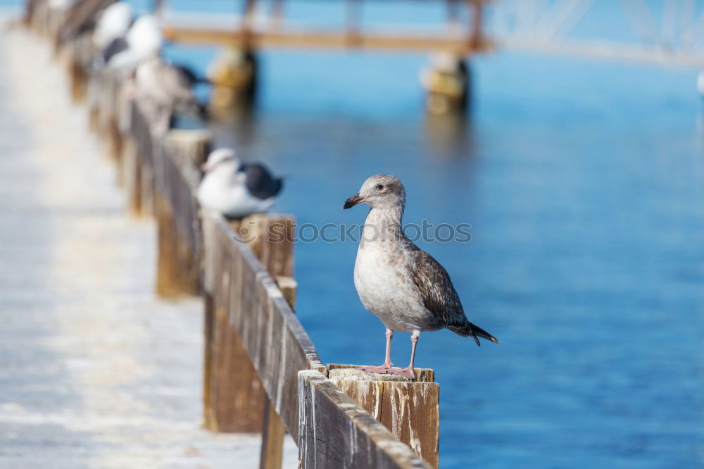 Similar – Image, Stock Photo Birds on wooden nest Flock