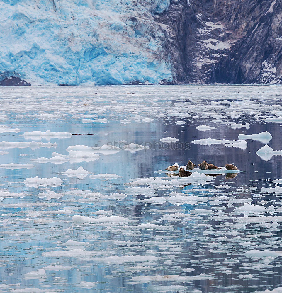 Similar – Whale swimming icy ocean