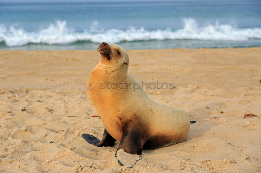 Similar – Foto Bild Seehund Tier Meer Strand