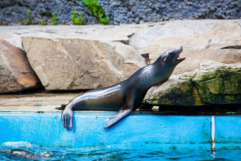 Similar – Image, Stock Photo Firm in sight Animal Water