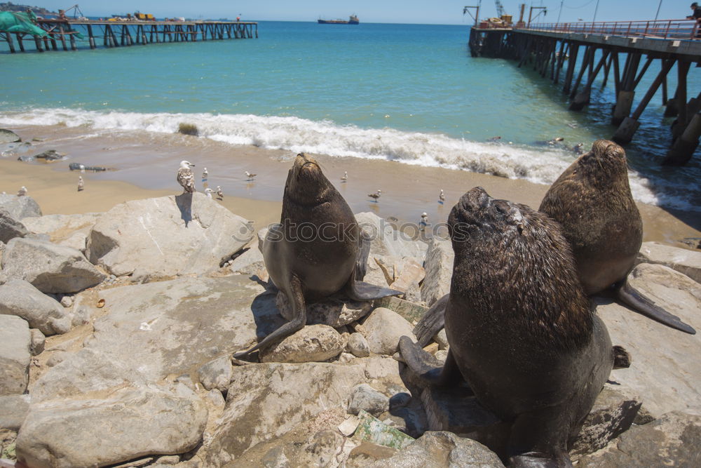 Similar – pier 39 Jetty Ocean