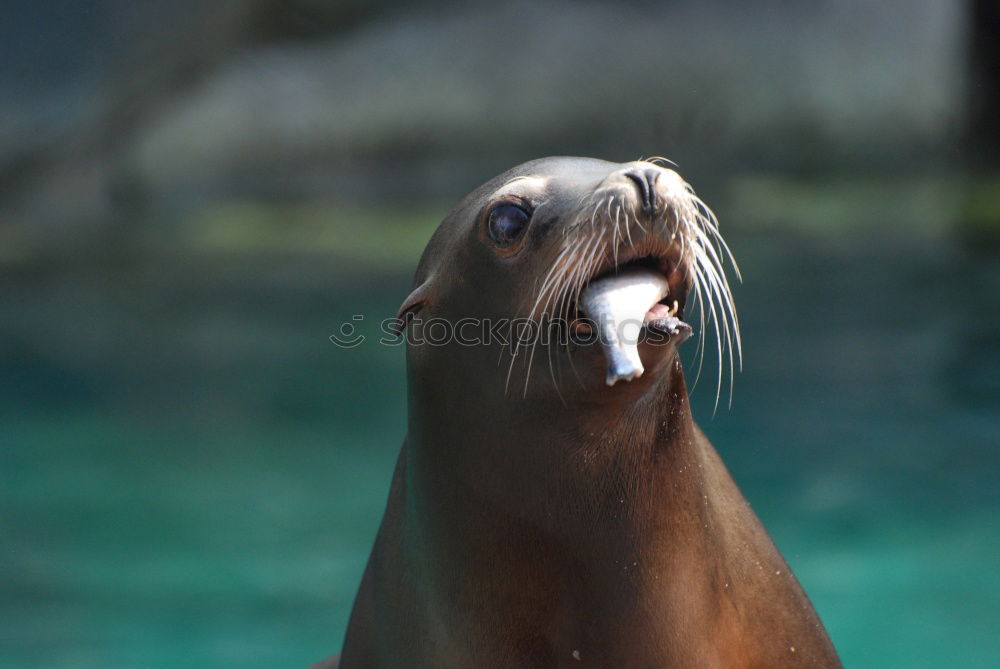 Similar – Foto Bild Grüezi Wasser Wildtier