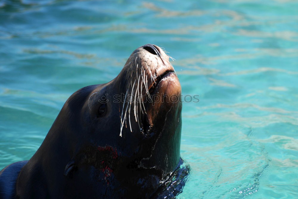 Similar – Image, Stock Photo Firm in sight Animal Water