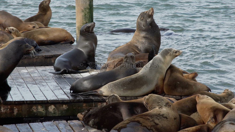 Similar – pier 39 Jetty Ocean