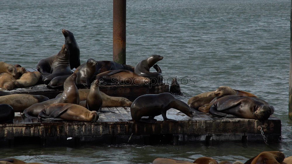 pier 39 Anlegestelle Meer