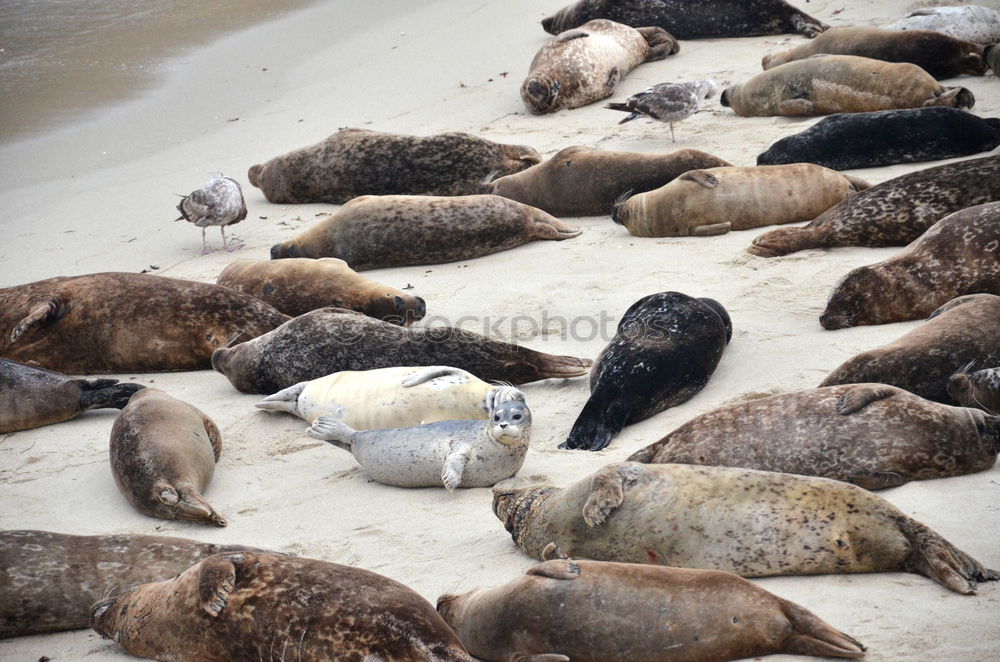 Similar – pier 39 Jetty Ocean