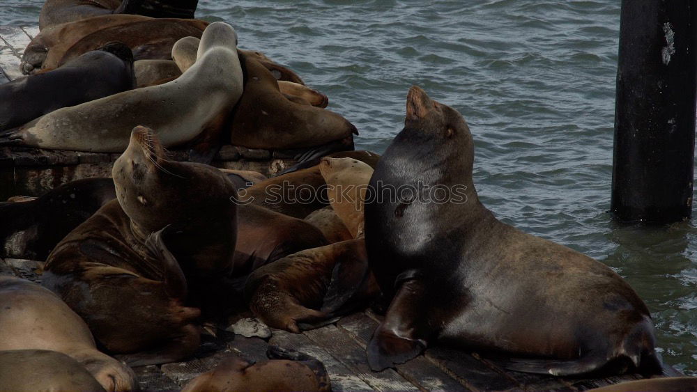 Similar – pier 39 Jetty Ocean