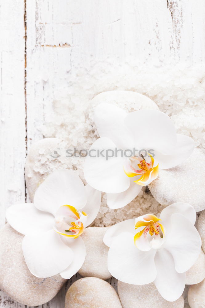 Similar – Image, Stock Photo Easter egg made of concrete decorated with small snowdrops