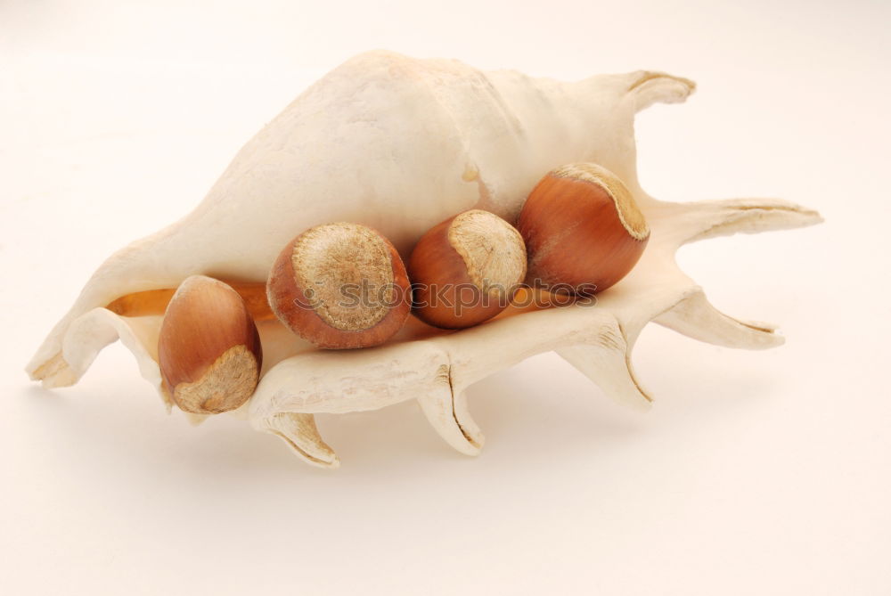 Similar – Image, Stock Photo Yield Mushroom search Art