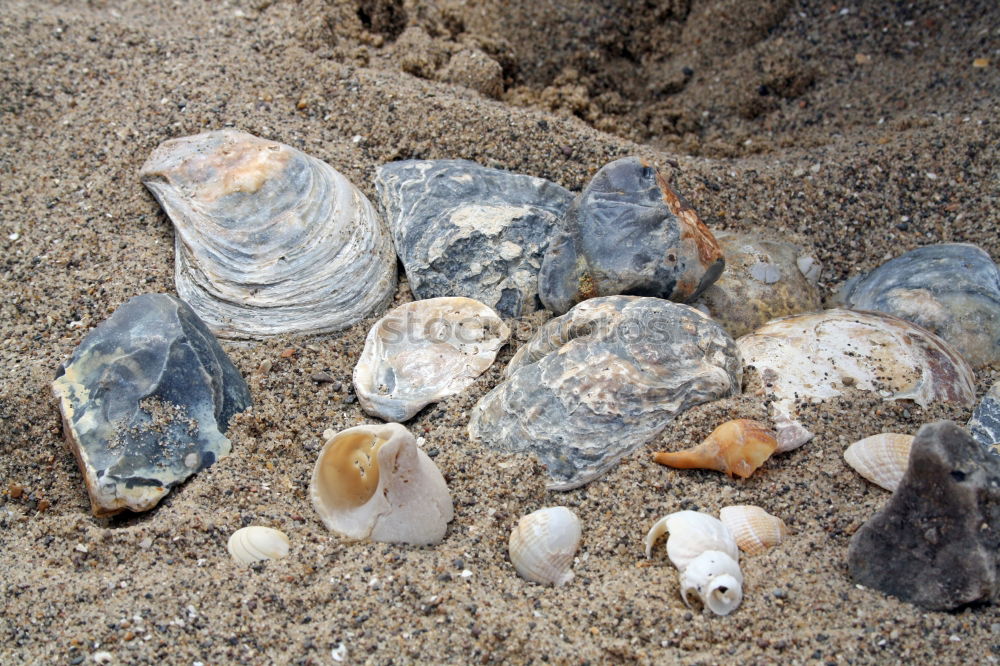 Similar – Foto Bild Muscheln im Glas. Natur