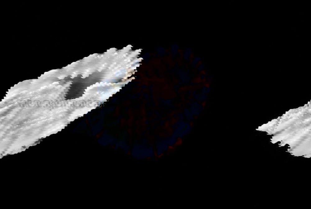Similar – Image, Stock Photo uninhabited Mussel White
