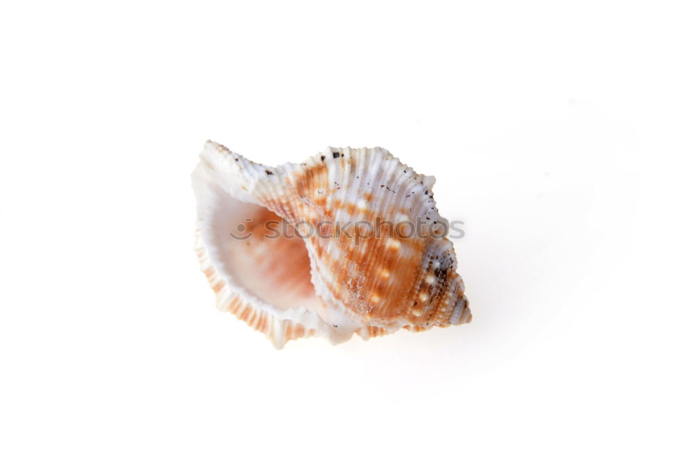 Similar – Image, Stock Photo Seashells. Top view with copy space.