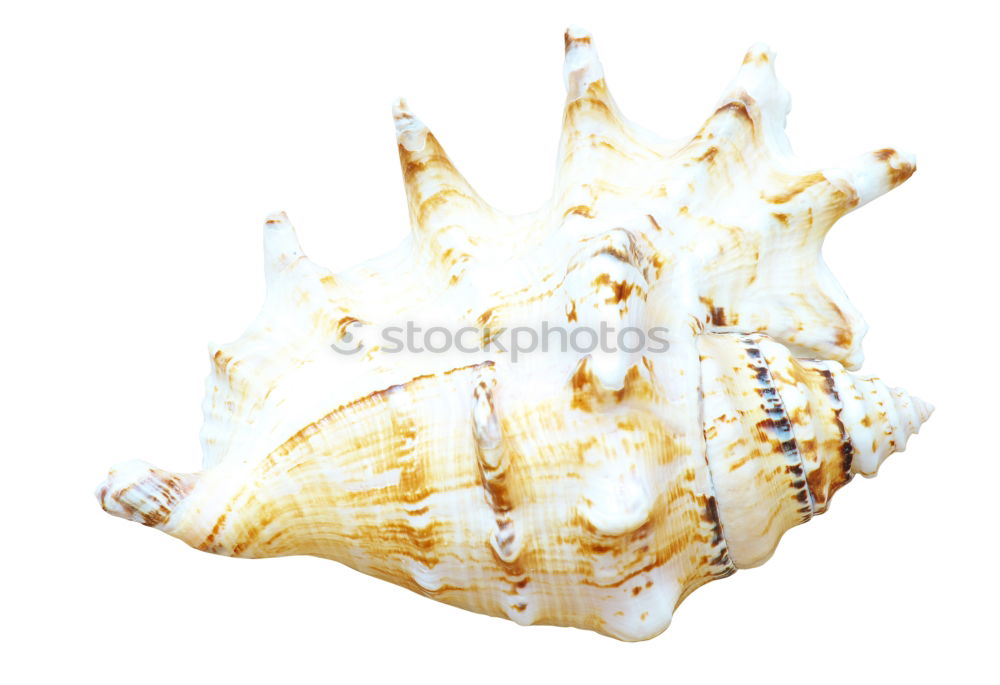 Similar – Image, Stock Photo Seashells. Top view with copy space.