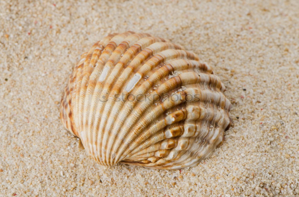 Similar – Image, Stock Photo Mussel on the beach Summer