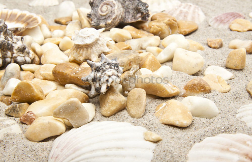 Similar – beach shell Mussel Beach