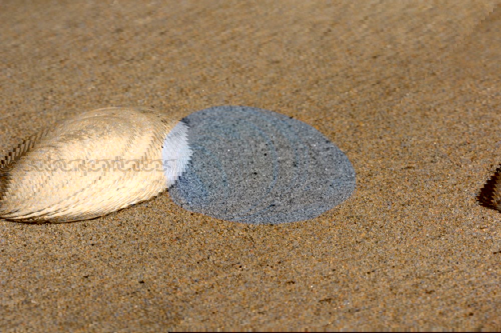 Similar – Image, Stock Photo patterned shell lies in the coarse sand