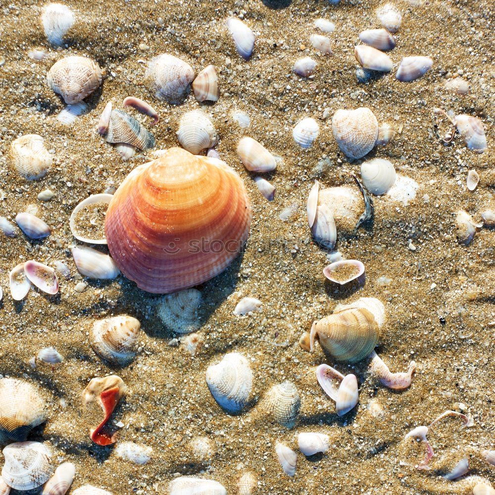 Similar – gestreifte Muschel liegt im Sand