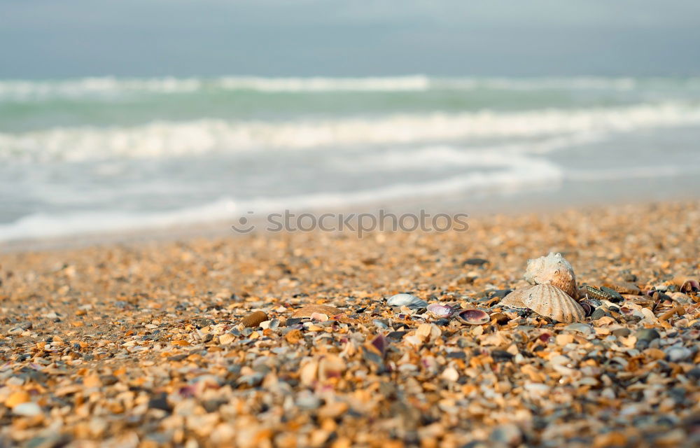 Similar – Image, Stock Photo Dog alone on the beach