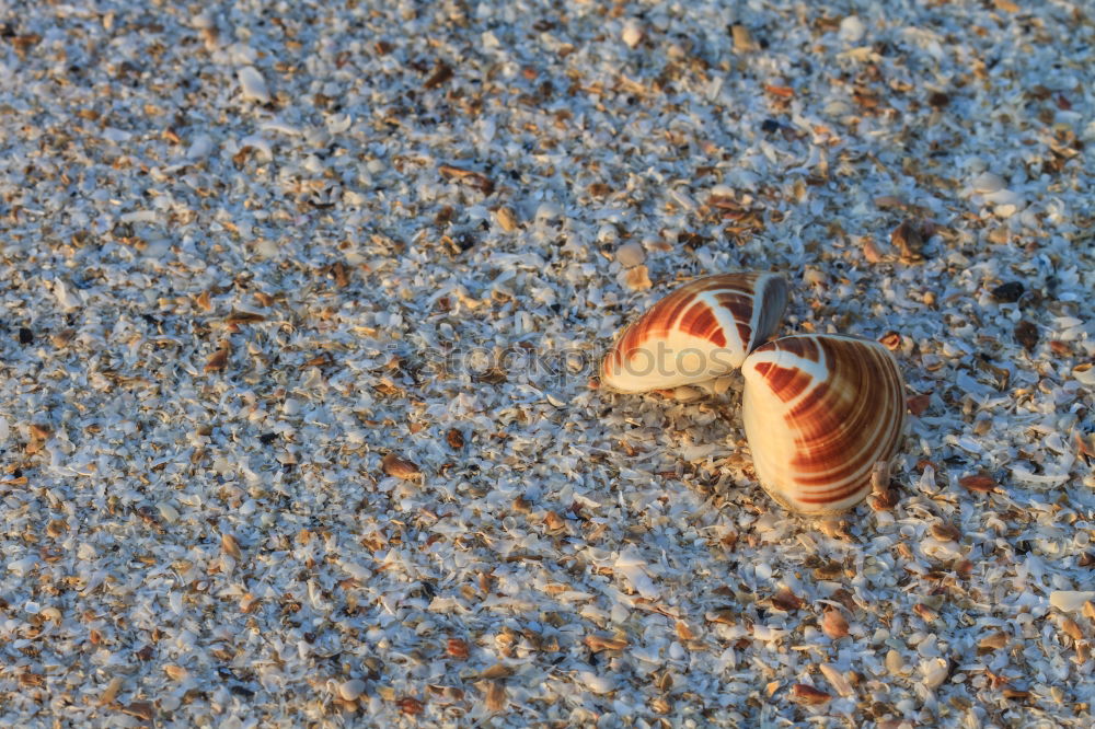 Similar – seashell Mussel Beach