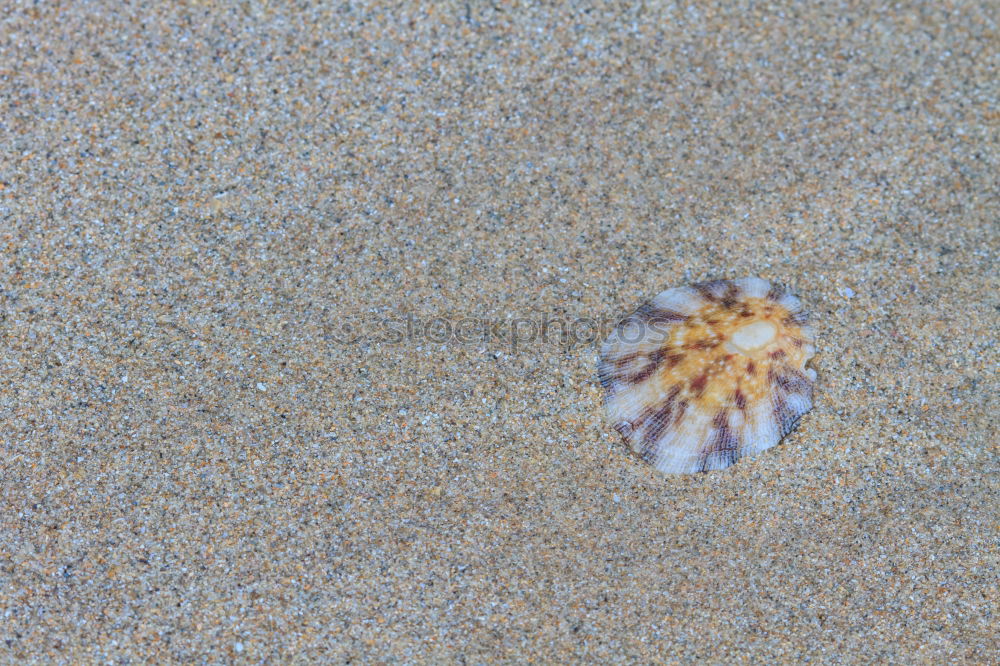 Similar – Image, Stock Photo the jellyfish laughs Ocean