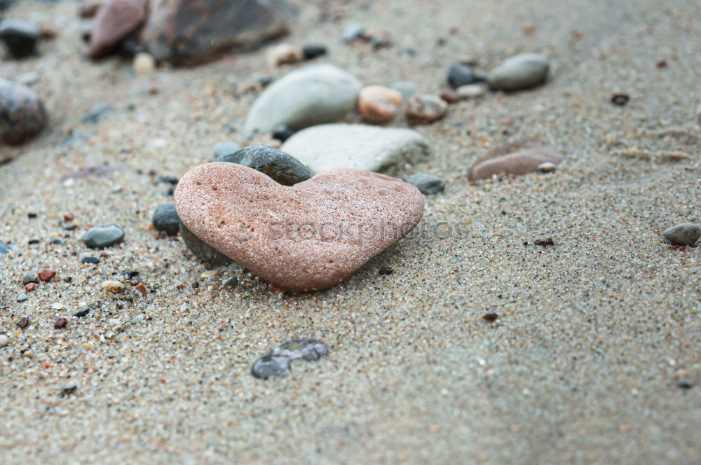 Similar – beach shell Mussel Beach