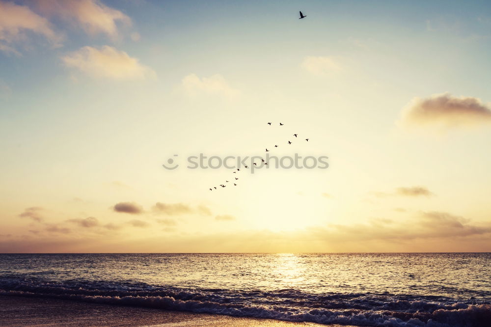 Similar – Image, Stock Photo Seagulls over beach and dunes