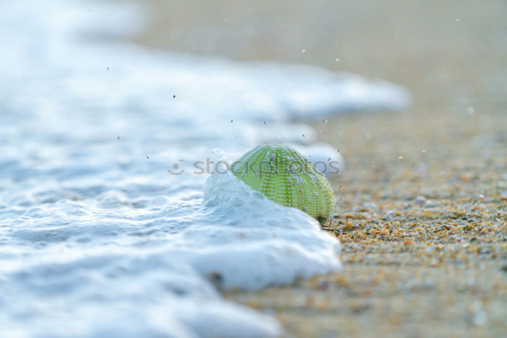 Similar – two Medium format Beach