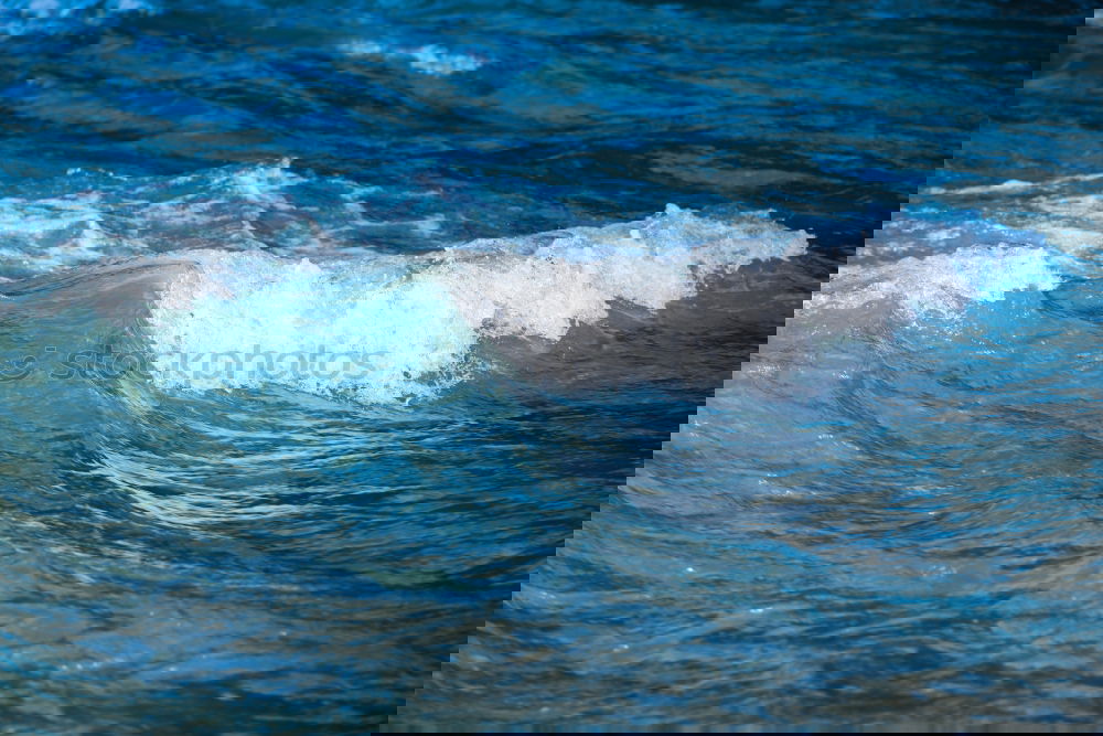 Similar – Image, Stock Photo It flows Ocean Waves Water