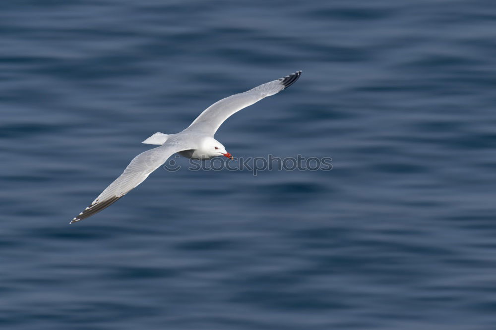 Similar – Image, Stock Photo Black-headed Gull in winter dress