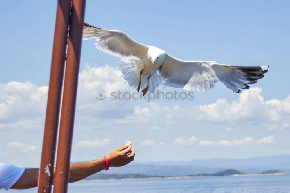 Similar – Image, Stock Photo Pigeon taking off Animal